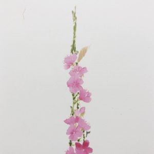 SUMIE PICTURE OF SAKURA TOKYO TOWER