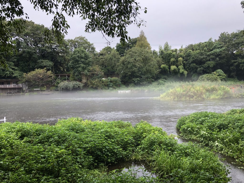 朝靄のかかった柿田川